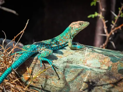 Aruba-Whiptail-Lizard