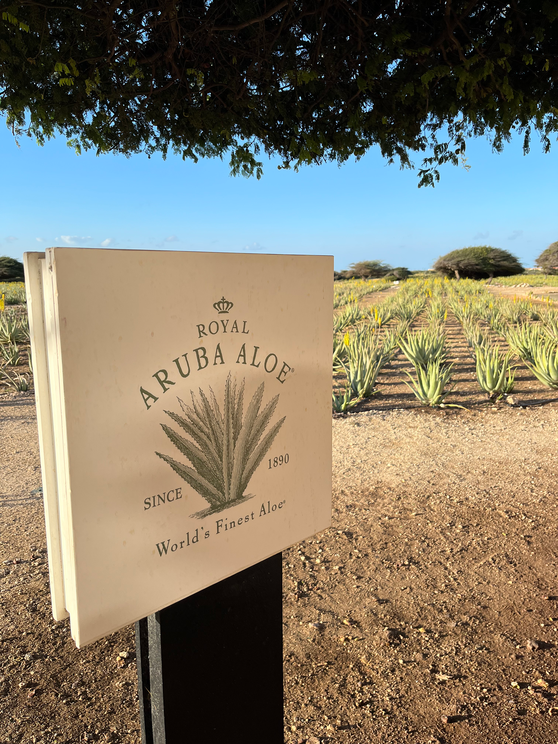 Aruba-aloe