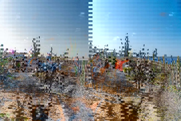 Wariruri Beach Horse Tour | Aruba Horse Tours