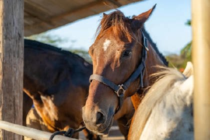 /Aruba_horse_Tours-06.jpg