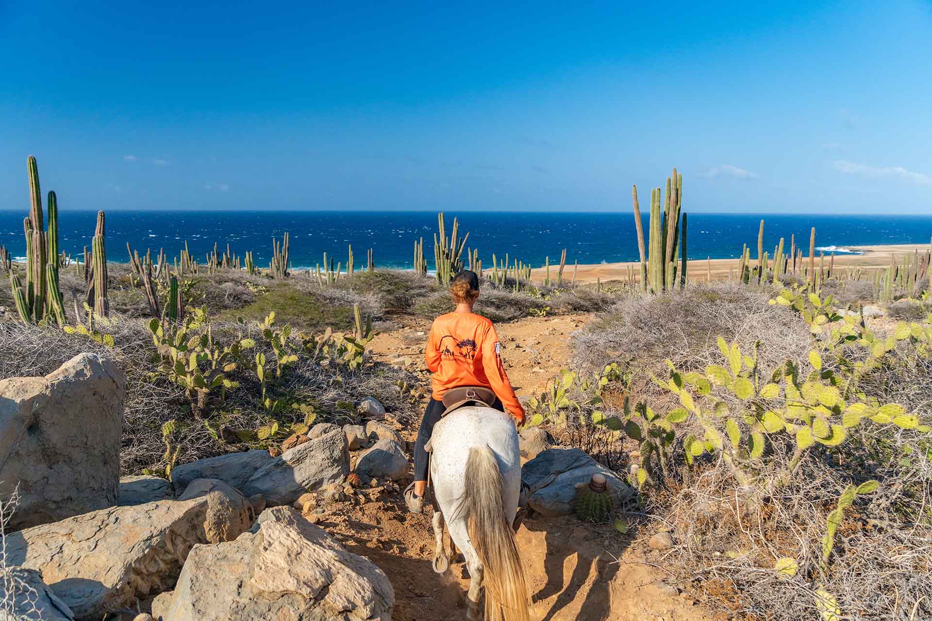 Aruba Horse Tours on Wariruri Beach