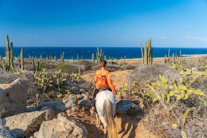 /Aruba_horse_Tours-07.jpg