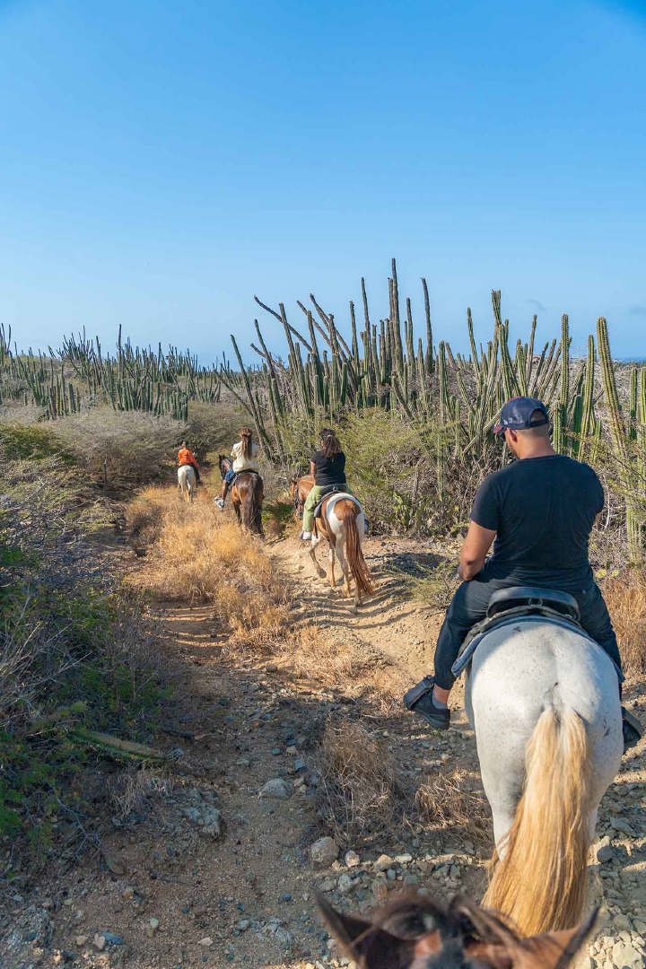 /Aruba_horse_Tours-10.jpg