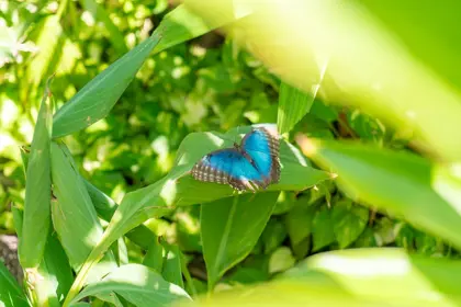 Butterfly-Farm-27