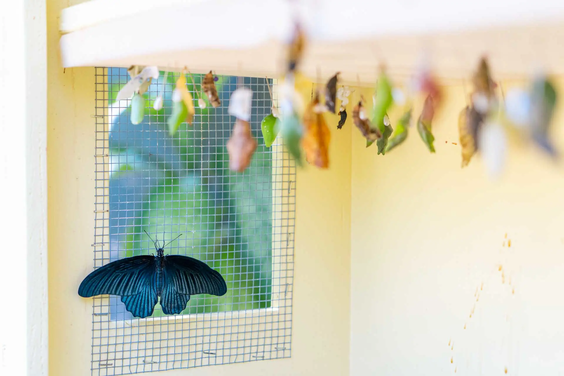 Butterfly_Farm-2