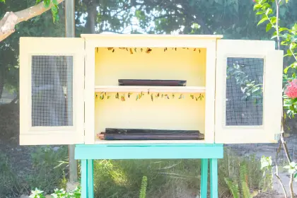 /Butterfly_Farm-3.jpg
