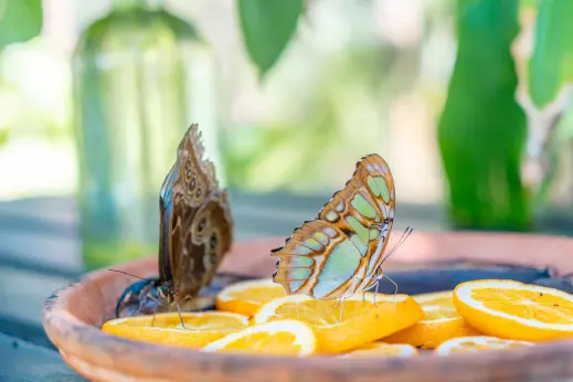 The Butterfly Farm & Cafe