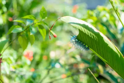/Butterfly_Farm-9.jpg