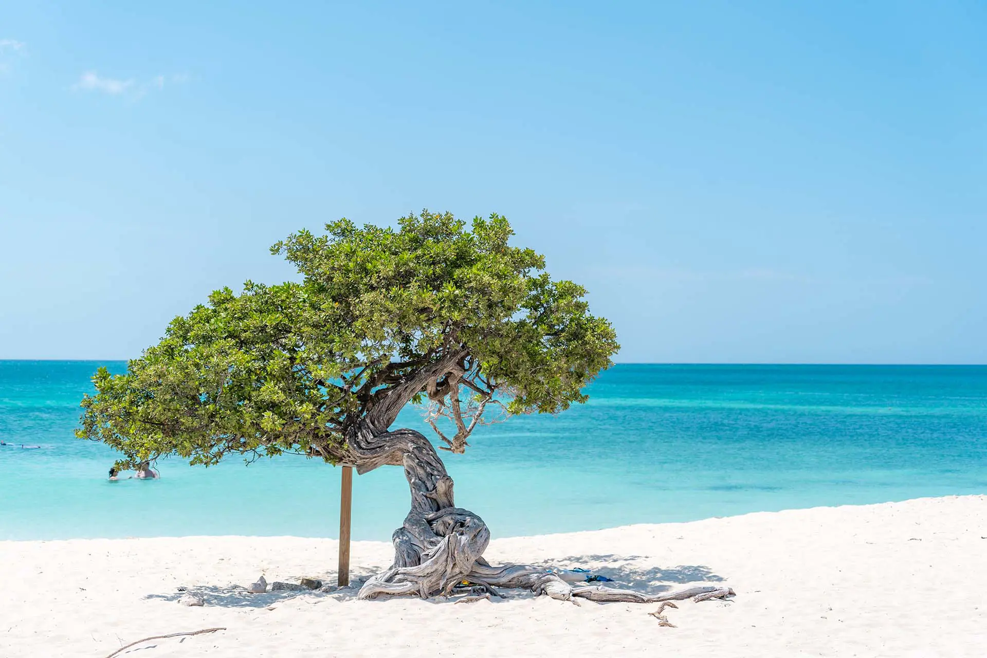 Fofoti_Tree_Eagle_Beach