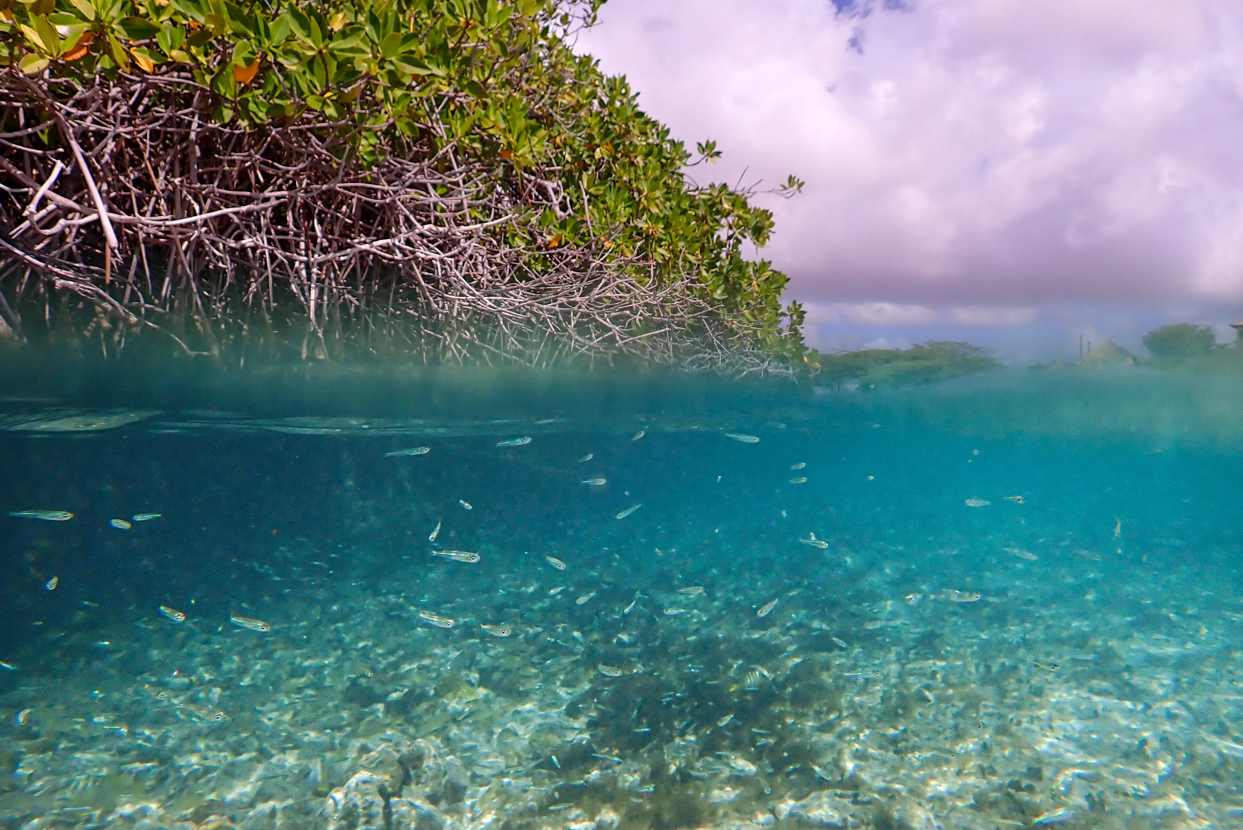 Mangroves at Spanish Lagoon
