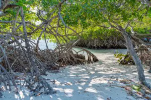 Mangroves must do activities Aruba