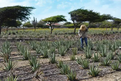 Aloe4-500x333-1