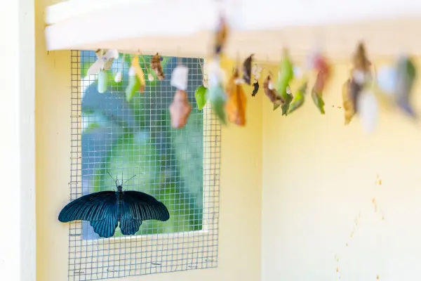 butterflyfarm-2